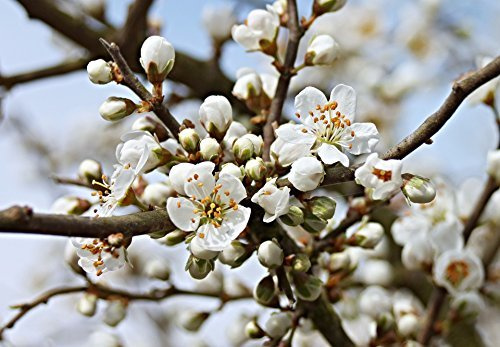 Prunus spinosa 40–60 cm – Winterhart, Mehrjährig, Pflegeleicht – Schlehe Schwarzdorn – Heckenpflanze für Garten & Sichtschutz