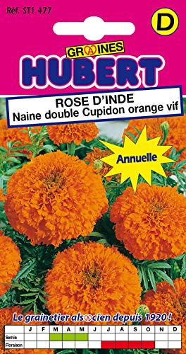 Graines de Rose d'Inde naine double Cupidon orange vif - 1 gramme