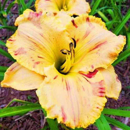 Taglilienzwiebeln-Winterhart MehrjäHrig,Hemerocallis Knollen,Taglilien Pflanzen,Taglilien Zwiebeln Winterhart MehrjäHrig,Winterharte Stauden,Bonsai Pflanze-3zwiebeln-d