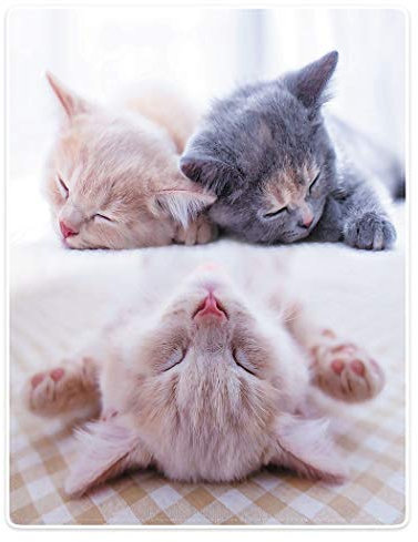 YISUMEI Bedruckte Kuscheldecke Schlafende Katzen Decke Weich Flanell Fleecedecke 150x200 cm