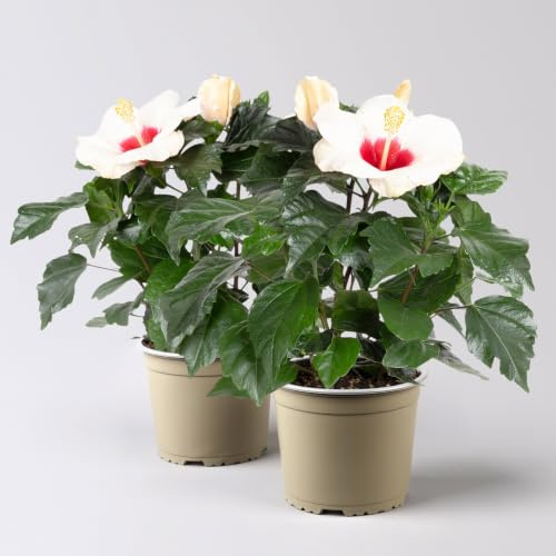 Hibiskus, weiß, Topf-Ø 13 cm, Höhe ca. 35 cm, 2 Pflanzen