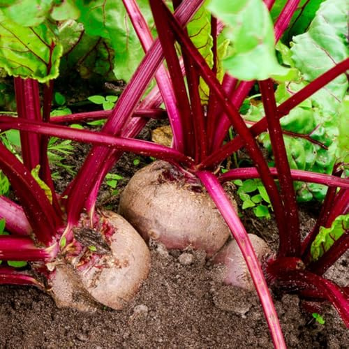 comprar semillas de remolacha azucarera resistentes para el jardín de remolacha orgánica verdes de interior exóticas resistentes camas elevadas 600pcs