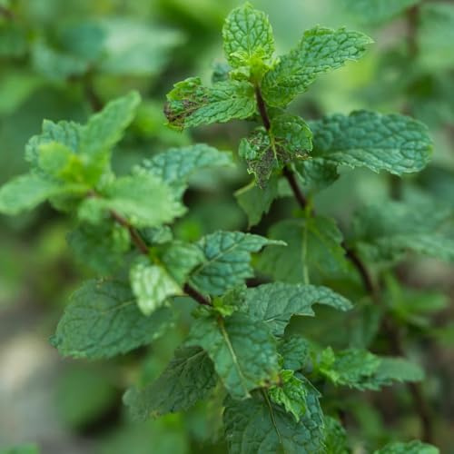 Semi di menta verde, da balcone semi di Mentha Spicata, copertura del terreno, perenne le da giardino 1000pcs