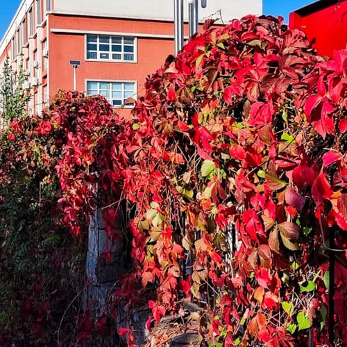 Semi di rampicanti selvatiche - sospese, decorative Semi di vite selvatica resistente al freddo, decorazione da giardino 450pcs