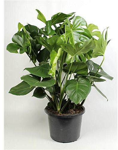XXL Monstera Deliciosa Pflanze – 80-100 cm Hoch – Dschungel-Pflanze für Zuhause & Büro – Luftreinigende Zimmerpflanze
