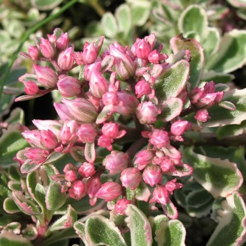 Fetthenne 'Tricolor' rosa, Topf 9x9 cm, 3 Pflanzen