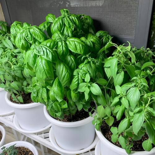 Semi di basilico, medicinali balcone del giardino semi di basilico 200pcs
