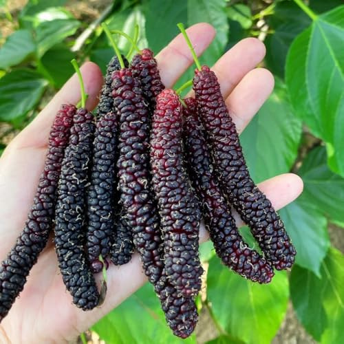 moras semillas de morera - morera - resistentes al exterior, resistentes para jardín, 650pcs