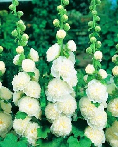 Buy4Seeds Hollyhock CHATERS White 120 Seeds Perennial Flower Easy to Grow