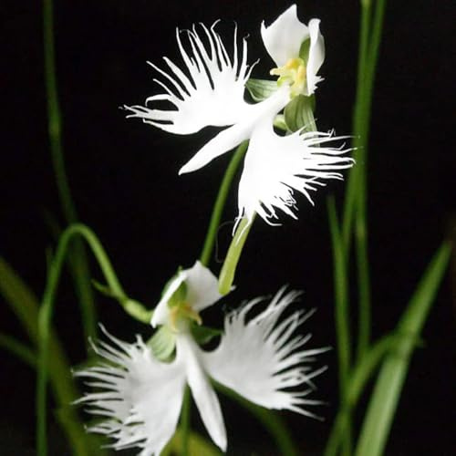 semillas de habenaria radiata - orquídeas - raras, decoración de sala de estar, orquídea garceta blanca de silvestres, 55pcs