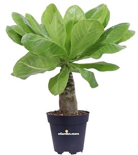 Pianta di Brighamia Insignis Hawaiian Palm Pianta di Palma delle Hawaii pianta da interno pianta ornamentale Palma da interno pianta vera di Brighamia venduta da eGarden.store