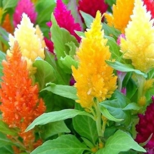 CELOSIA PLUMOSA MISCUGLIO NR.100 SEMI