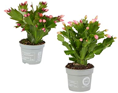 Cactus de la Navidad - Pack de 2 Plantas - Flores de Colores
