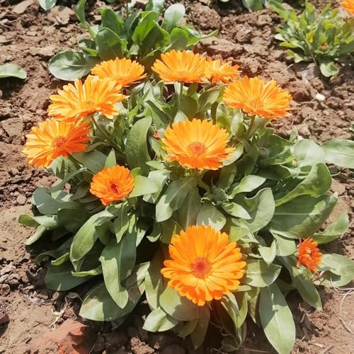 semi di calendula biologici - giardino roccioso decorazione ufficio resistenti interno perenni 200pcs