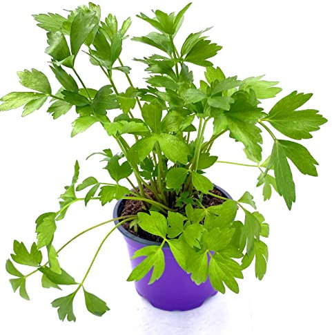 Liebstöckl, Maggi Kraut, Levisticum offcinalis, Kräuter Pflanze 3stk.