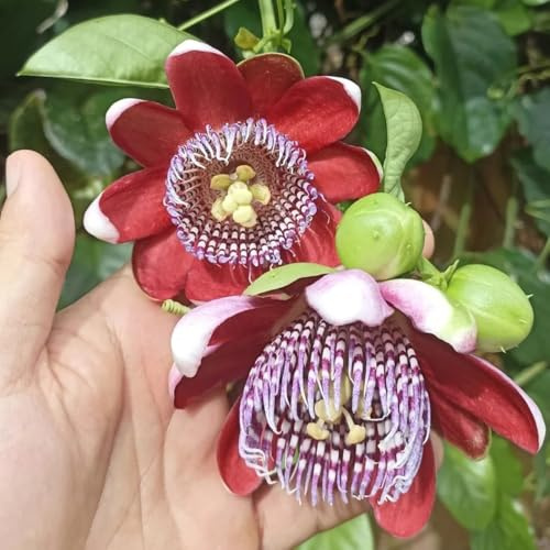 semillas de pasiflora cubierta perenne resistente pasiflora orgánica, trepadoras para camas elevadas, colgantes Decoración jardín 800pcs