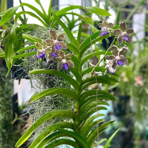 Orchidea Vanda - semi di per balcone di selvatici esotici giardino, balcone primaverili, resistenti in vaso Arredamento del soggiorno con 120semi