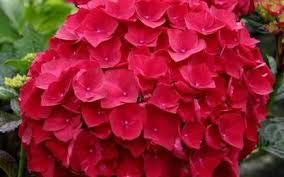 Genipap 15 semillas de hortensias rojas