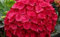 Genipap 15 semillas de hortensias rojas