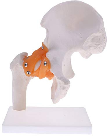 UIGJIOG Modello Umano Dell'articolazione Dell'anca Modello Scheletrico Umano di Esercizio Osseo Ortopedico Dimensione Naturale Fornitura Didattica Medica