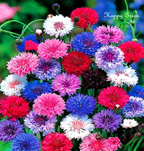 Dwarf Cornflower Double Polka Dot Mix 700 Seeds + Freebie + Plant tag Centaurea Cyanus