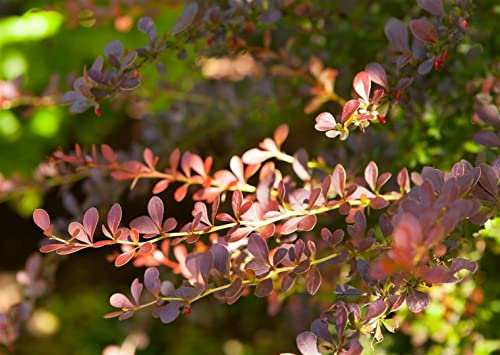 Blutberberitze Berberis thunbergii Atropurpurea 100-125 cm winterhart | Rotlaubig, schnittvertraeglich, ideal fuer Formhecken, sonnig bis halbschattig, bienenfreundlich, robust im Garten
