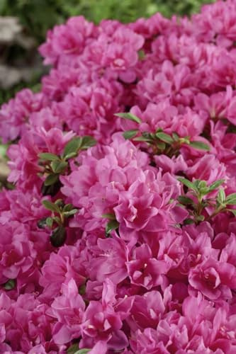 Japanische Azalee Rhododendron obtusum Petticoat 20-25 cm winterhart | Rosa Blueten, halbschattiger Standort, schnittvertraeglich, ideal für Vorgarten und Balkon, langlebige Gartenpflanze