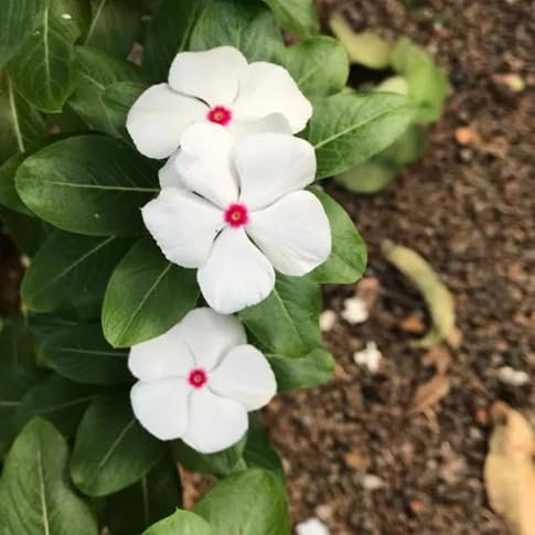 Giant Fresh New Phlox Flower Seeds for Planting and Growing White