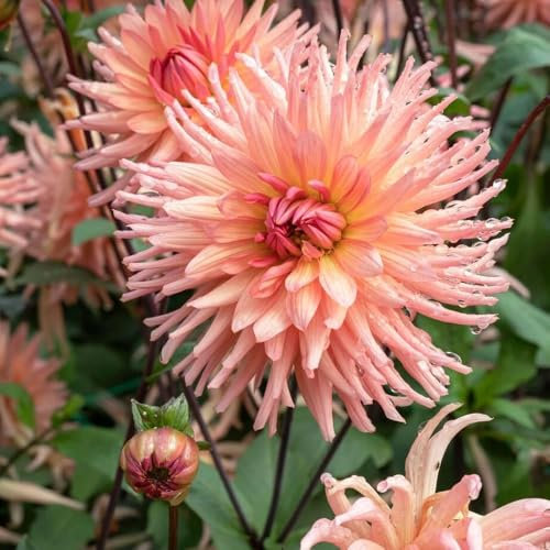 1 x Dahlia Cactus Preference – Beautiful Peachy-Orange Flowers – Adorns Your Borders & Pathways – Summer Flowering Bulb – Perennials – for Your Beautiful Garden