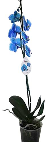 Orquídea Mariposa Flor Azul Planta Natural Casa y Oficina