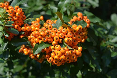 Piracanta arancione Pyracantha coccinea Orange Glow Agazzino, Pianta da siepe sempreverde in Vaso ø9 cm h. 70/100 cm Pianta vera da esterno Vivaio di Castelletto