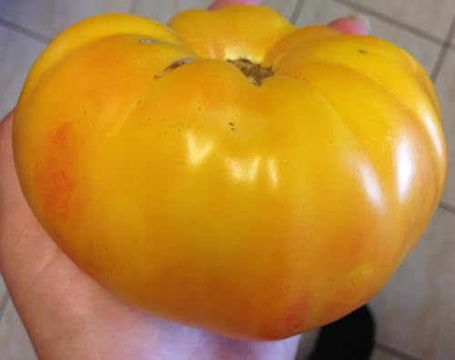 Tomatensamen Ananas – große mehrfarbige Fleischtomate, 10 Samen | Samenfest, große mehrfarbige Früchte, süß & fruchtig. Frische Ernte, hohe Keimquote. für Gewächshaus & Freiland