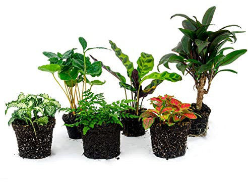 urbanjngl.com - Flaschengarten Paket Jungle-Boost - 6 Pflanzen