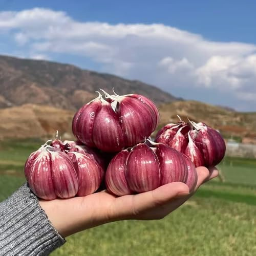2zwiebeln knoblauch, kräutergarten exotische hydrokultur pflanzknoblauch balkon kräutergarten exotische bodendecker winterhart gewächshaus balkon