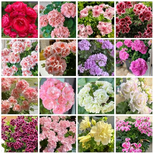 semi di geranio, Aiuole rialzate per il giardino rara rampicante giardino d'appartamento esotiche arredamento del soggiorno decorative 220pcs