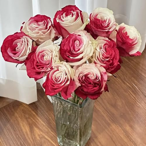 semillas de rosal trepador - semillas de exóticas jardín resistentes rosa 160pcs