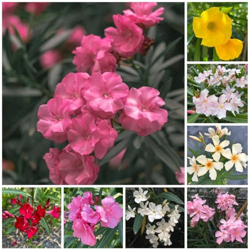 semi di oleandro resistenti, giardino, recisi di oleandro, arbusti dalla resistente 30pcs