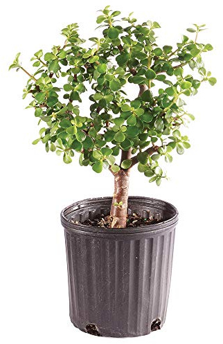 Brussel's Bonsai - Live Dwarf Jade Bonsai Tree in a Grower Bonsai Pot, Indoor Succulent Houseplant, 4 Years Old, 8-12 Inches Tall, Easy Care Bonsai Plant for Home or Office (Medium, Green)