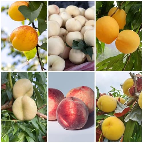 Pfirsichbaum pfirsich Seltene Serie pflanzensamen Bergpflanzung, obstsamen kübelpflanzen bonsai Premium stauden winterhart 18samen