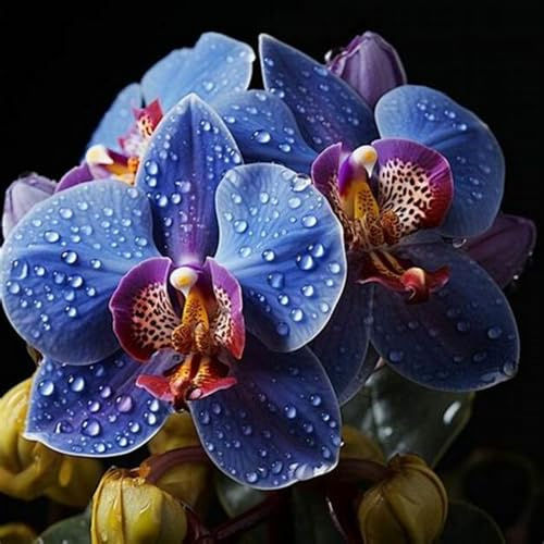 Orchidee Cymbidium bulbi,piante erbacee Resistenti perenni,Adatto A Primavera E Autunno, Ideale Per La Vista In Giardino,Orchidee Cymbidium pianta vera(non artificiali)-5 bulbs-E