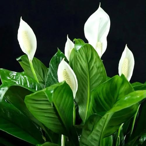 Semi di giglio pace, da appartamento decorazione del soggiorno Spathiphyllum kochii, d'appartamento resistenti per il giardino vecchie varietà 150pcs