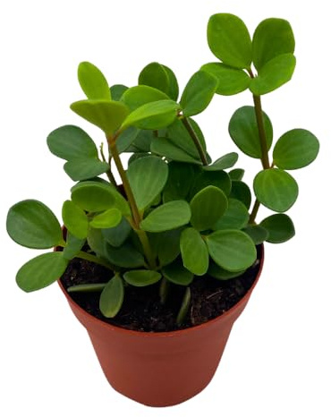 BubbleBlooms Peperomia Hope in a 4 inch Pot rotundifolia