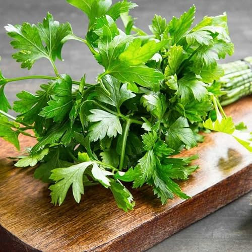 DECOALIVE Semillas de Perejil Petroselinum Crispum Perejil Liso Común