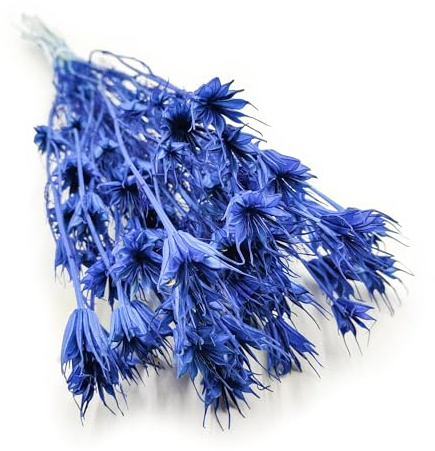 Enchanted Trockenblumen Dekogras Nigella Orientalis Kreuzkümmel Getrocknetes Gras Ziergras Natürlich Deko Blau