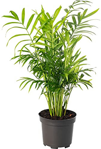 Chamaedorea Elegans Large Indoor House Plant Real Evergreen Tall Parlour Palm Big Exotic Rare Plants (30-40cm (Incl. Pot))