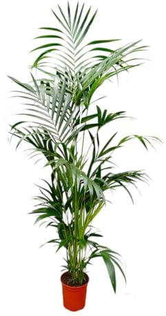 Trendyplants - Kentia-Palme - Howea Forsteriana - Zimmerpflanze - Höhe 190-210 cm - Topfgröße Ø24cm
