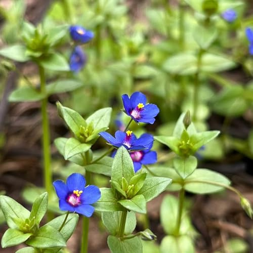 semi di cerastio, decorazioni da giardino per esterno cerastio balcone, perenni resistenti Giardino 200pcs
