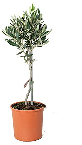 Bloomique - Olea Europaea - Olivenbaum Echt - Gartenpflanzen Winterhart - Höhe 40-50 cm - Topf 14 cm