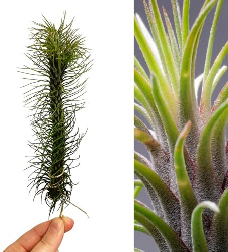 Tillandsia Funckiana - Red Flowering Air Plant - 20cm in Height - Strong Indoor Plant (1 Plant)