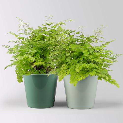 Frauenhaarfarn, in Topf Dallas seegrün & gletscherblau, Topf-Ø 12 cm, 2 Pflanzen